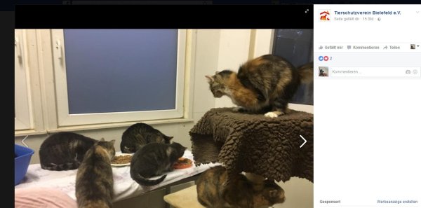 63 Katzen hatte eine Frau in Eckardtsheim in ihrem Häuschen gehalten. Viele krank, manche sogar behindert. Der Tierschutzverein hat das Haus geräumt. - © Screenshot: NW