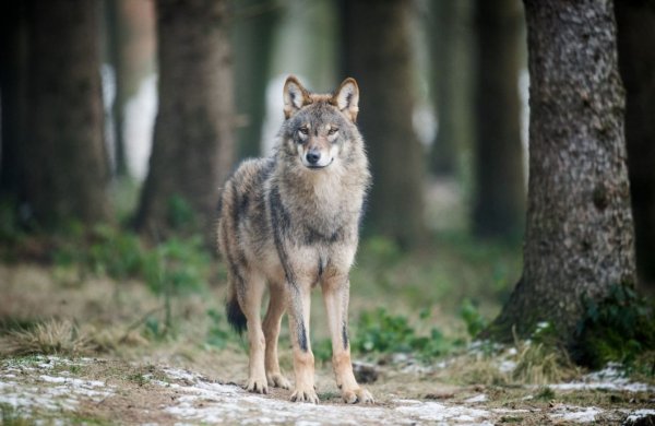 Breitet sich aus: Die Rückkehr der Wolfes wird in Nordrhein-Westfalen kontrovers diskutiert. - © dpa