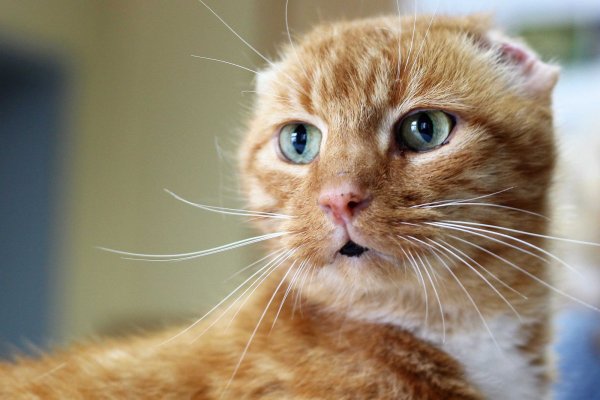 Auffällig: Kater Urmel hat einen dunklen Fleck in der Mitte des unteren Lippenbandes. - © Tierschutzverein Herford