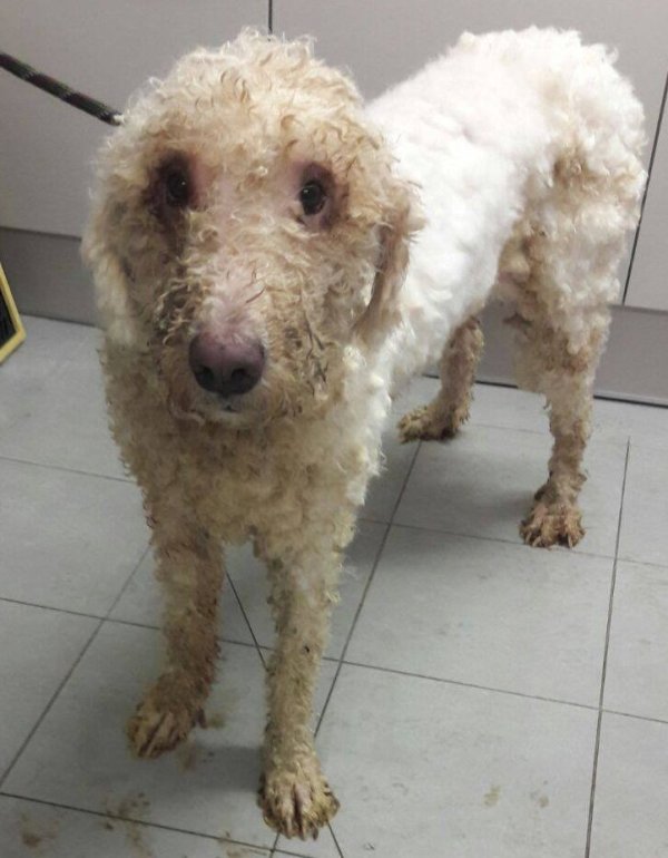 Noch etwas mitgenommen wirkt dieser gerettete Hund direkt nachdem er geschoren und gebadet wurde. Inzwischen ist auch er wieder fit und darf vermittelt werden. - © Tierheim Eichenhof