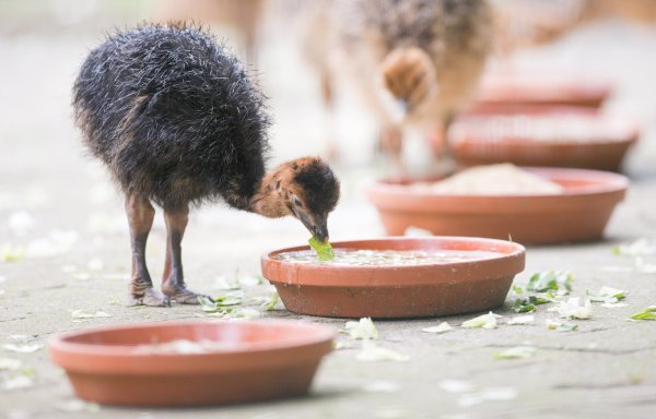 Straußen-Küken fressen am 27.06.2017 in einem nicht-öffentlichen Gehege des Allwetterzoos in Münster (Nordrhein-Westfalen). - © dpa