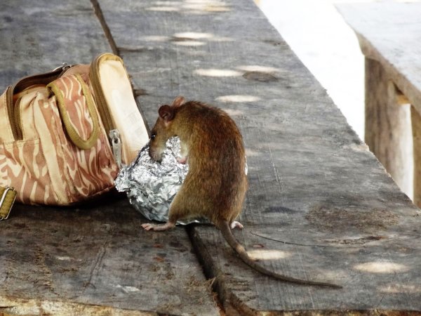 Ratten sind Opportunisten. Wo sie etwas zu fressen finden, breiten sie sich schnell aus. Dann helfen nur noch Giftköder. Machen sich die Tiere in Gärten oder Häusern breit, ist das Sache der Eigentümer. - © Symbolbild: Pixabay