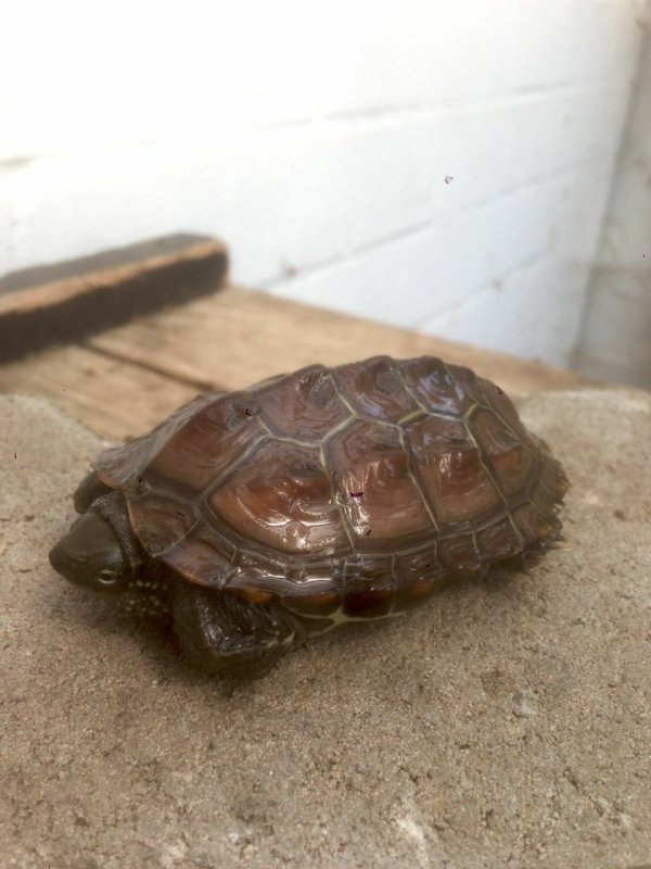 Tierquäler haben diese Schildkröte aus dem fahrenden Auto geworfen. Das Tierheim hofft auf Hinweise. - © Tierschutzverein Bielefeld