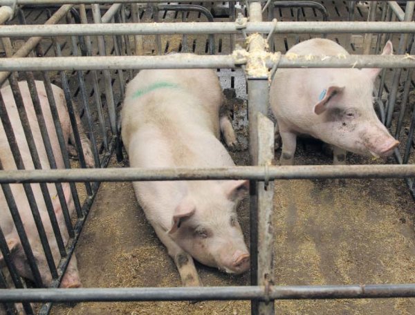 Leben auf engstem Raum: Vor allem Sauen in der Zeit der Besamung haben wenig  Platz - sie können sich nicht einmal richtig hinlegen, kritisieren
Tierschützer. Ein Urteil, das eine Änderung vorschreibt, ist bei Landwirten umstritten. 
- © dpa