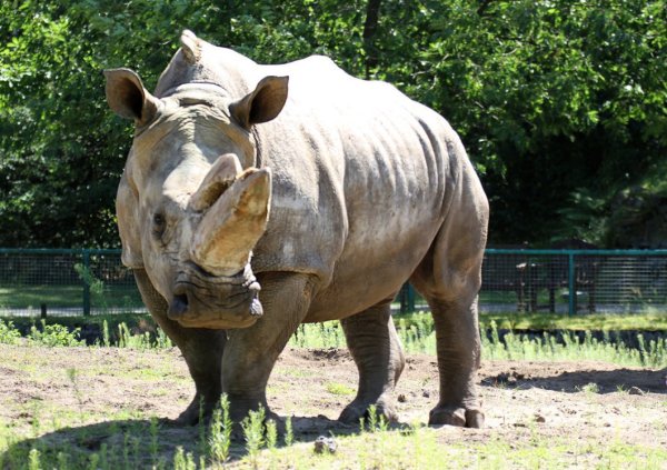 Musste eingeschläfert werden: die Breitmaulnashorn-Kuh Buffy im Zoo Safaripark in Schloß Holte-Stukenbrock - hier im August 2013. - © Udo Richter/Uripress/dpa