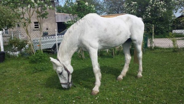 Diese Stute wurde durch den Pferderipper so schwer verletzt, dass sie eingeschläfert werden musste. - © Heike Skowronek