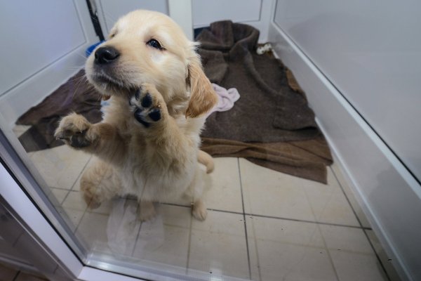 Immer wieder finden Zollbeamte Welpen aus Osteuropa, die verkauft werden sollen. Dieser kleine Golden Retrieverwelpe wurde mit 76 anderen Welpen sichergestellt. - © dpa-tmn