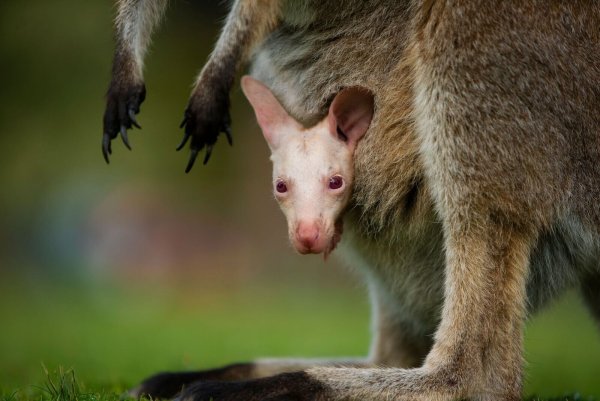 Olaf verzaubert Besucher des Tierparks südlich von Sydney. - © Symbio Wildlife Park/dpa