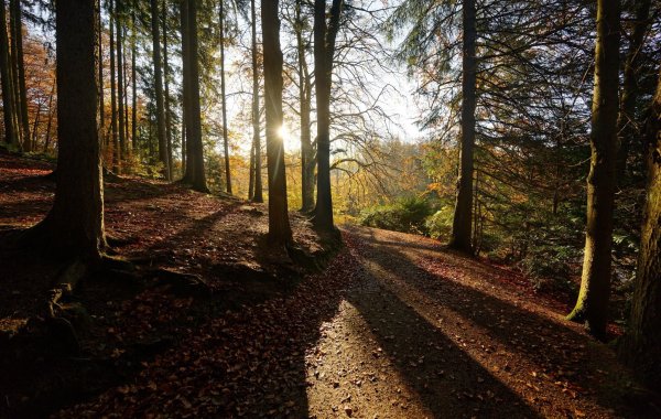 In einem Nationalpark genießt die Natur größtmöglichen Schutz - doch Gegner fürchten negative Auswirkungen für die Wirtschaft. (Symbolbild) - © Henning Kaiser/dpa