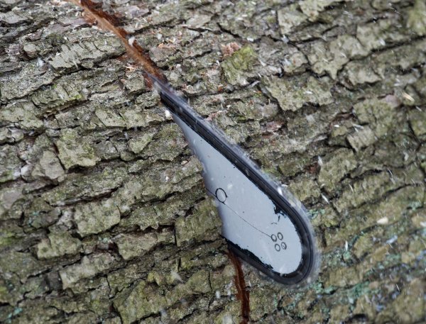 Bei den ganz dicken Bäumen geht so mancher Akku-Kettensäge dann doch die Luft aus. - © Patrick Pleul/dpa/dpa-tmn