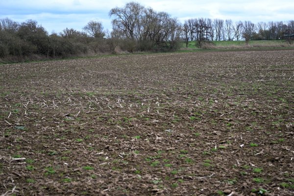 In einem Maisfeld wurde vor 31 Jahren die Leiche einer 50-jährigen Frau gefunden. - © Federico Gambarini/dpa