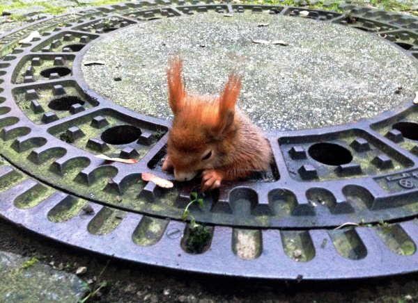 Eichhörnchen im Liebesglück - © Foto: Tierrettung München