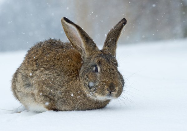 Kaninchen im Schnee - © Foto: Patrick Pleul/dpa