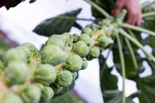 Rosenkohl weniger bitter dank Frost - © Foto: Rolf Vennenbernd/dpa/dpa-tmn