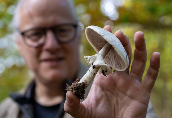 Der Eifeler Pilzsachverständige Thomas Regnery zeigt einen essbaren und ungiftigen Champignon. Allein in der Eifel wachsen 6.000 verschiedene Arten von Pilzen. - © Harald Tittel/dpa