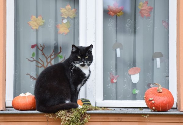 Bei der Halloween-Deko sind Haustierbesitzer lieber zurückhaltend - sonst droht echte Gefahr für ihre Vierbeiner. - © Patrick Pleul/dpa/dpa-tmn