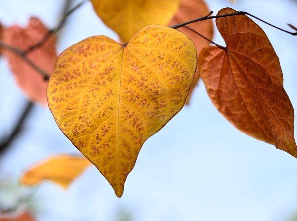 Die neue Woche beschert Nordrhein-Westfalen herbstliches Wetter. (Symbolbild) - © Roberto Pfeil/dpa