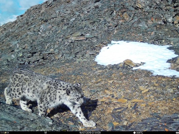 Schneeleopard - © Foto: -/WWF/dpa