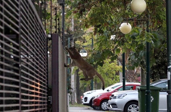 Wilder Puma - © Foto: Francisco Castillo/Agencia Uno/dpa