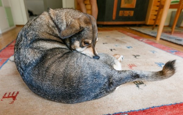 Hund - © Foto: Markus Scholz