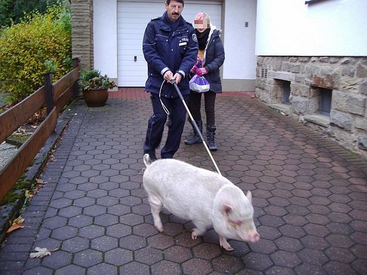 Bezirksbeamter Georg Schulze führt das Tier, von der Polizei "Schweinchen Schlau" genannt, ab. - © FOTO: POLIZEI