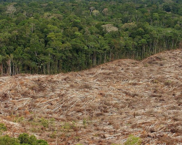 Abholzung des Regenwalds im Amazonasgebiet in Brasilien. - © Marcelo Sayao/epa efe/dpa