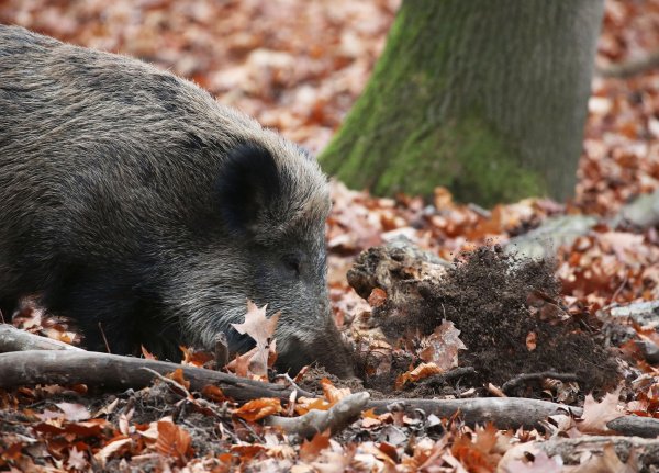 Ein Jäger hat in NRW ein totes Wildschwein gefunden, bei dem der Verdacht auf die Afrikanische Schweinepest (ASP) bestätigt wurde. (Archivbild) - © Oliver Berg/dpa