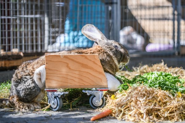 Ein Riesenkaninchen kann sich mit Hilfe eines selbst gebauten Rollators fortbewegen. - © Jason Tschepljakow/dpa