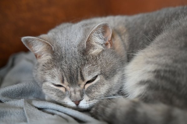 Katzen sind nach wie vor das beliebteste Haustier in Deutschland. (Archivbild) - © Helena Dolderer/dpa