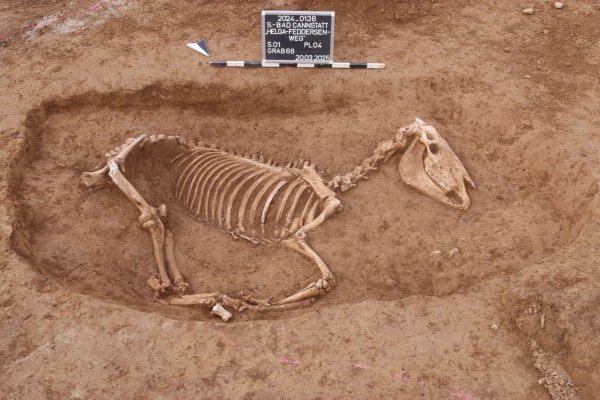 Bei Untersuchungen in Stuttgart wird ein römischer Pferdefriedhof entdeckt. - © ArchaeoBW/LAD/dpa