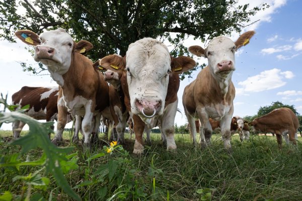 Tiervermarkter soll in größerem Stil betrogen haben. (Foto Illustration) - © Boris Roessler/dpa