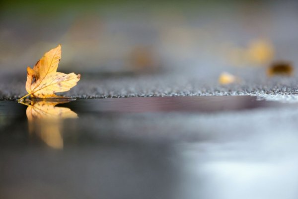 Noch hält sich die herbstliche Zweiteilung beim Wetter in Deutschland. (Archivbild) - © Thomas Warnack/dpa