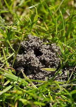 Corpus delicti: Ein Regenwurm-Erdhügel auf dem Rasen des Ernst-Moritz-Arndt Stadion in Bergen.  - © dpa