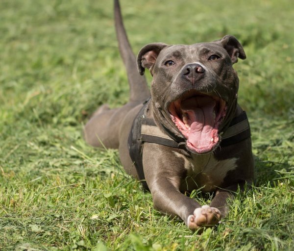 Ein American Staffordshire Terrier hat in der Bad Pyrmonter Fußgängerzone einen kleinen Mischlingshund getötet. - © Symbolbild: pixabay.com
