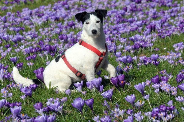 Hund auf einer Wiese - © Foto: Horst Ossinger