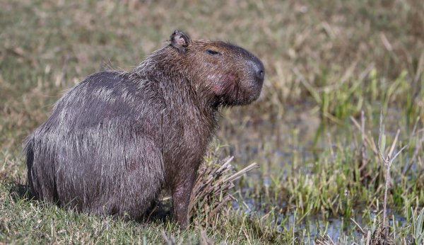 Capybara und andere Wildtiere wurden bei der Operation beschlagnahmt. (Archivbild) - © picture alliance / dpa