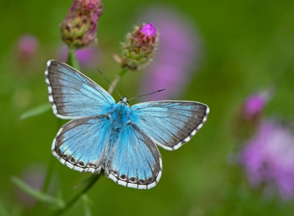 Was für ein schöner Schmetterling! Aber welche Art ist es? Die Antwort: sehr wahrscheinlich ein Faulbaum-Bläuling. - © Patrick Pleul/dpa/dpa-tmn