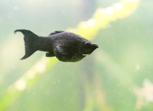 Mollys im Aquarium - © Foto: Andrea Warnecke