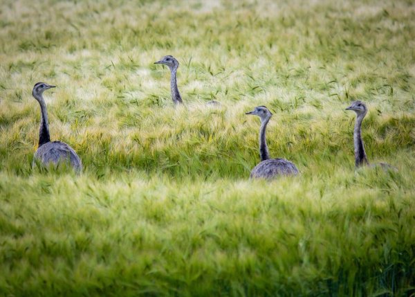 Wild lebende Nandus laufen bei der Futtersuche durch ein Roggenfeld in Mecklenburg-Vorpommern. - © Jens Büttner/dpa