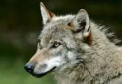 Gesch&uuml;tztes Tier: Der Wolf. dpa