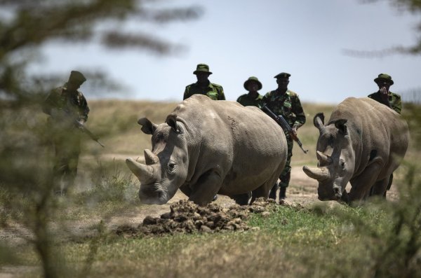Breitmaulnashorn - © Foto: Ben Curtis/AP