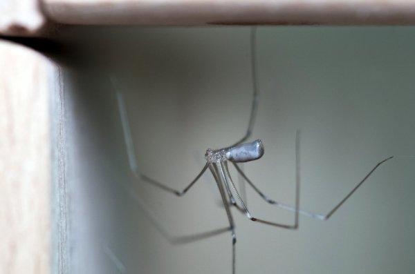 Spinnen in der Wohnung - © Foto: Hendrik Schmidt
