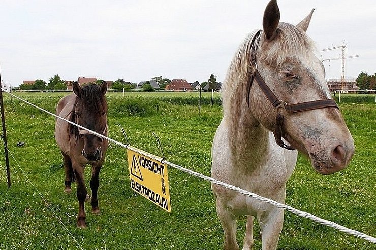 Tierschützer haben seit Monaten die Weiden eines Eidinghauseners im Blick. Der Tierhalter soll zu Pfingsten Pferde, Ponys und Esel ohne ausreichende Wasserversorgung zurück gelassen haben. - © FOTO: PETER STEINERT