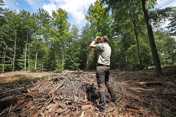 Ein Förster begutachtet 2021 den Wald im Königsforst - eine gerodete Waldfläche stand hier nun in Flammen. (Archivbild) - © Oliver Berg/dpa