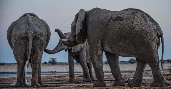 Drei Elefantenmännchen begrüßen sich am Mushara-Wasserloch in Namibia. - © Caitlin O’Connell-Rodwell/Tim Rodwell/dpa