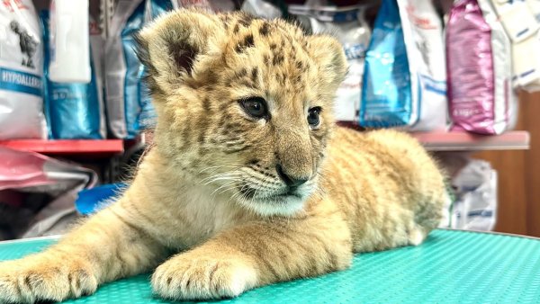 Das seltene Hybrid Liger - eine Kreuzung aus Löwe und Tiger - wurde Mitte Mai 2025 im Zoo von Zaharesti, nahe der Stadt Suceava, im Nordosten Rumäniens geboren. - © Cosmin Romega/dpa