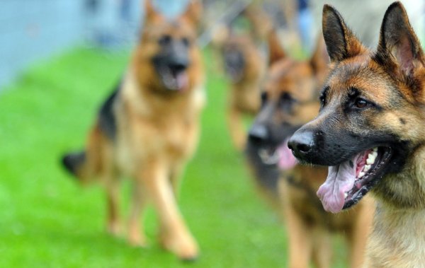 Schäferhunde - © Foto: Stefan Puchner