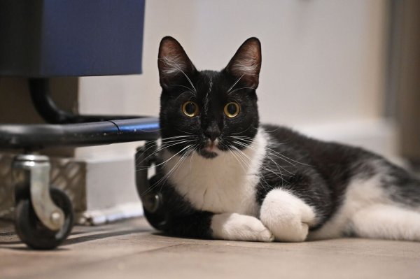 Der Arzt teilte mit, er bereue die Behandlung seiner Katze nicht. (Symbolbild) - © Anna Ross/dpa