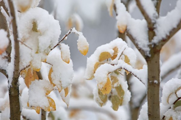 In den ersten Regionen klopft zum Beginn der Woche der Winter mit Schneefällen an (Archivbild). - © Matthias Bein/dpa