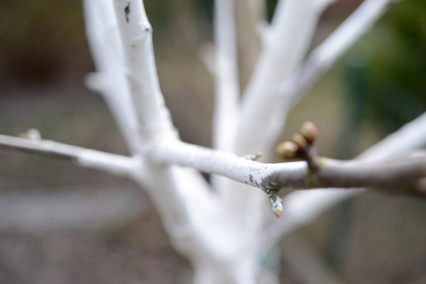 Weiße Farbe am Obstbaum - © Foto: Andrea Warnecke/dpa-tmn